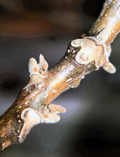 羊の顔に例えられる、オニグルミの葉痕＝神戸市立森林植物園