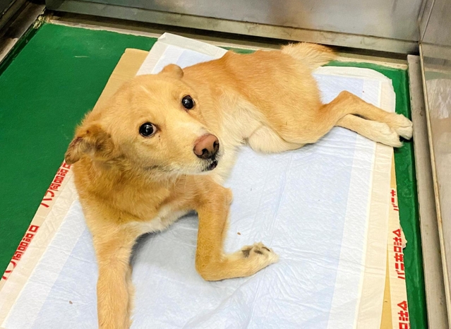 ２０２０年１２月、動物管理センターに運ばれたきよし。様子を見に来たＭＯＫＯん家のメンバーと初対面。怯えたような目でじっと見つめてきた＝神戸市北区北五葉６（提供）