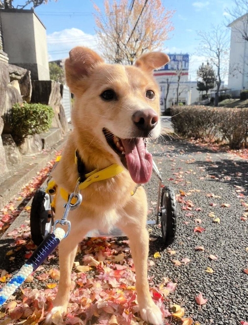 犬用の車いすを装着し、散歩するきよし。舌を出して嬉しそう。走り出し、階段も物怖じせずに降りる（提供）