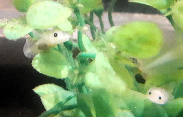 焼き肉店「カルビ越え」でふ化し、３～４カ月程度たったウーパールーパー＝神戸市中央区中山手通１