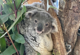 名前の投票を募っているコアラの赤ちゃん＝神戸市灘区王子町３（王子動物園提供）