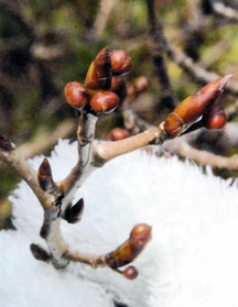 カナクギノキは、とがった「葉芽」と丸い「花芽」を持つ＝神戸市立森林植物園