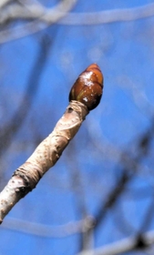 トチノキの冬芽はベタベタしている＝神戸市立森林植物園