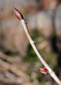 むき出しで冬を越すアジサイの冬芽＝神戸市立森林植物園