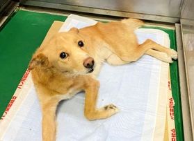 ２０２０年１２月、動物管理センターに運ばれたきよし。様子を見に来たＭＯＫＯん家のメンバーと初対面。怯えたような目でじっと見つめてきた＝神戸市北区北五葉６（提供）