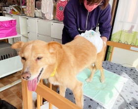 ドッグマッサージを受けて気持ちよさそうなきよし。後ろ足を支えられると立つことができる（提供）