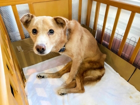 ２０２０年１２月、ＭＯＫＯん家に引き取られてきた日のきよし。やせ細り、怯えた目で人を見上げていた＝神戸市北区北五葉６（提供）