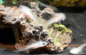 焼き肉店「カルビ越え」でふ化し、３～４カ月程度たったウーパールーパー＝神戸市中央区中山手通１