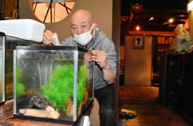 焼き肉店「カルビ越え」の店内でウーパールーパーを飼育している様子＝神戸市中央区中山手通１