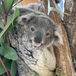 名前の投票を募っているコアラの赤ちゃん＝神戸市灘区王子町３（王子動物園提供）