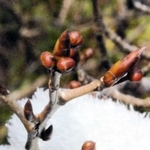 カナクギノキは、とがった「葉芽」と丸い「花芽」を持つ＝神戸市立森林植物園