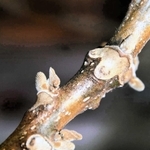 羊の顔に例えられる、オニグルミの葉痕＝神戸市立森林植物園