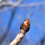 トチノキの冬芽はベタベタしている＝神戸市立森林植物園