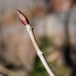 むき出しで冬を越すアジサイの冬芽＝神戸市立森林植物園