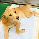 ２０２０年１２月、動物管理センターに運ばれたきよし。様子を見に来たＭＯＫＯん家のメンバーと初対面。怯えたような目でじっと見つめてきた＝神戸市北区北五葉６（提供）