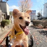 犬用の車いすを装着し、散歩するきよし。舌を出して嬉しそう。走り出し、階段も物怖じせずに降りる（提供）