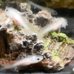 焼き肉店「カルビ越え」でふ化し、３～４カ月程度たったウーパールーパー＝神戸市中央区中山手通１