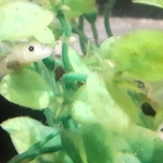 焼き肉店「カルビ越え」でふ化し、３～４カ月程度たったウーパールーパー＝神戸市中央区中山手通１