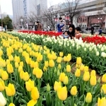 黄、白、赤などのチューリップが彩る街角花壇＝神戸市東灘区向洋町中７