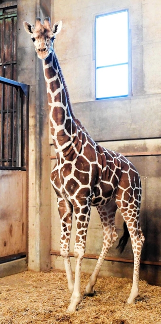 岩手サファリパークへの移送中に死んだキリンの「ひまわり」＝神戸市立王子動物園（同園提供）