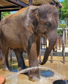 引き続き市原ぞうの国で暮らすことが決まったゾウの結希（動物園「市原ぞうの国」提供）