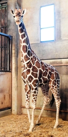 岩手サファリパークへの移送中に死んだキリンの「ひまわり」＝神戸市立王子動物園（同園提供）