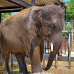 引き続き市原ぞうの国で暮らすことが決まったゾウの結希（動物園「市原ぞうの国」提供）