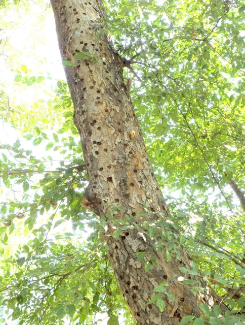 ツヤハダゴマダラカミキリの被害を受けた六甲アイランドのアキニレ（神戸市提供）