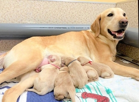 盲導犬の繁殖犬。活動継続に向け兵庫盲導犬協会は資金を募っている（兵庫盲導犬協会提供）
