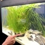 関西に生息するタナゴを紹介する水槽＝須磨海浜水族園