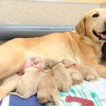 盲導犬の繁殖犬。活動継続に向け兵庫盲導犬協会は資金を募っている（兵庫盲導犬協会提供）