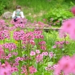一面の緑にピンク色が映えるクリンソウの花＝六甲高山植物園