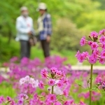 一面の緑にピンク色が映えるクリンソウの花＝六甲高山植物園