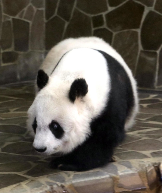 元気な姿を見せたタンタン＝８日午後、王子動物園