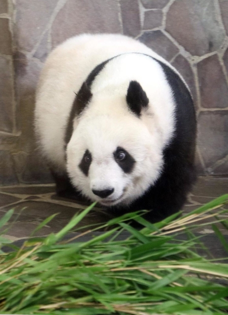 元気な姿を見せたタンタン＝８日午後、王子動物園