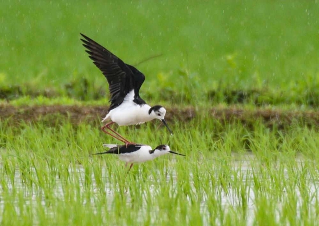 交尾に似たしぐさで求愛行動を見せるセイタカシギのペア＝神戸市西区内（渡辺美郎さん撮影）