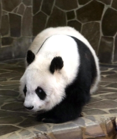 元気な姿を見せたタンタン＝８日午後、王子動物園