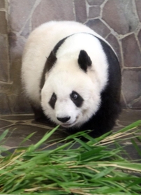 元気な姿を見せたタンタン＝８日午後、王子動物園