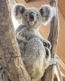 コアラのマイ（王子動物園提供）
