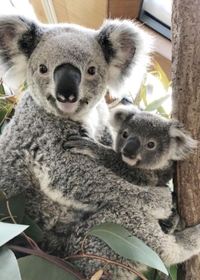 王子動物園のコアラ死ぬ 3歳雌の「マイ」仲むつまじい親子の姿 王子動物園のコアラ死ぬ 3歳雌の「マイ」仲むつまじい親子の姿