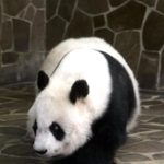 元気な姿を見せたタンタン＝８日午後、王子動物園