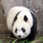 元気な姿を見せたタンタン＝８日午後、王子動物園