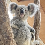 コアラのマイ（王子動物園提供）