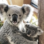 コアラのマイ（左）とシャイニー（王子動物園提供）