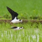 交尾に似たしぐさで求愛行動を見せるセイタカシギのペア＝神戸市西区内（渡辺美郎さん撮影）