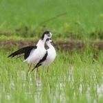 首をすり寄せ合う様子も＝神戸市西区内（渡辺美郎さん撮影）