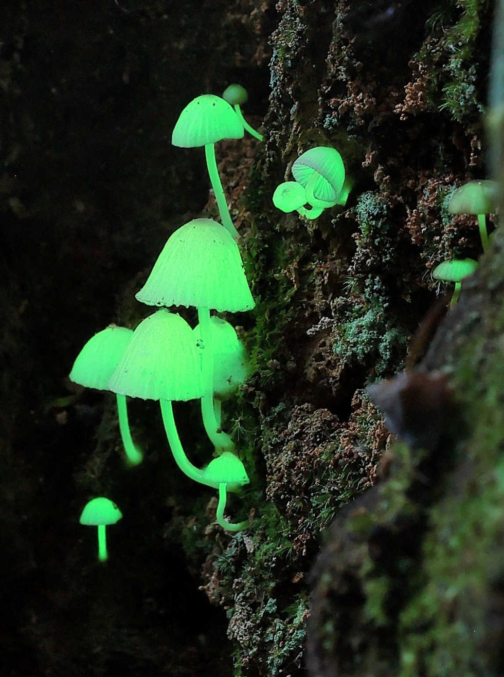 宇宙からの使者 暗闇に蛍光色の輝き 六甲山中で シイノトモシビタケ 発見 神戸 神戸新聞next