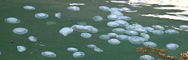 海面に浮遊する大量のクラゲ＝神戸市中央区波止場町