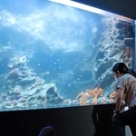 低めに展示された水族館の水槽＝神戸市兵庫区雪御所町