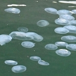 海面に浮遊する大量のクラゲ＝神戸市中央区波止場町